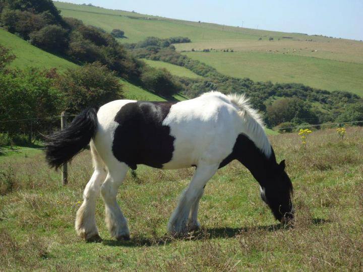 Thomas in his field Thomas in his field